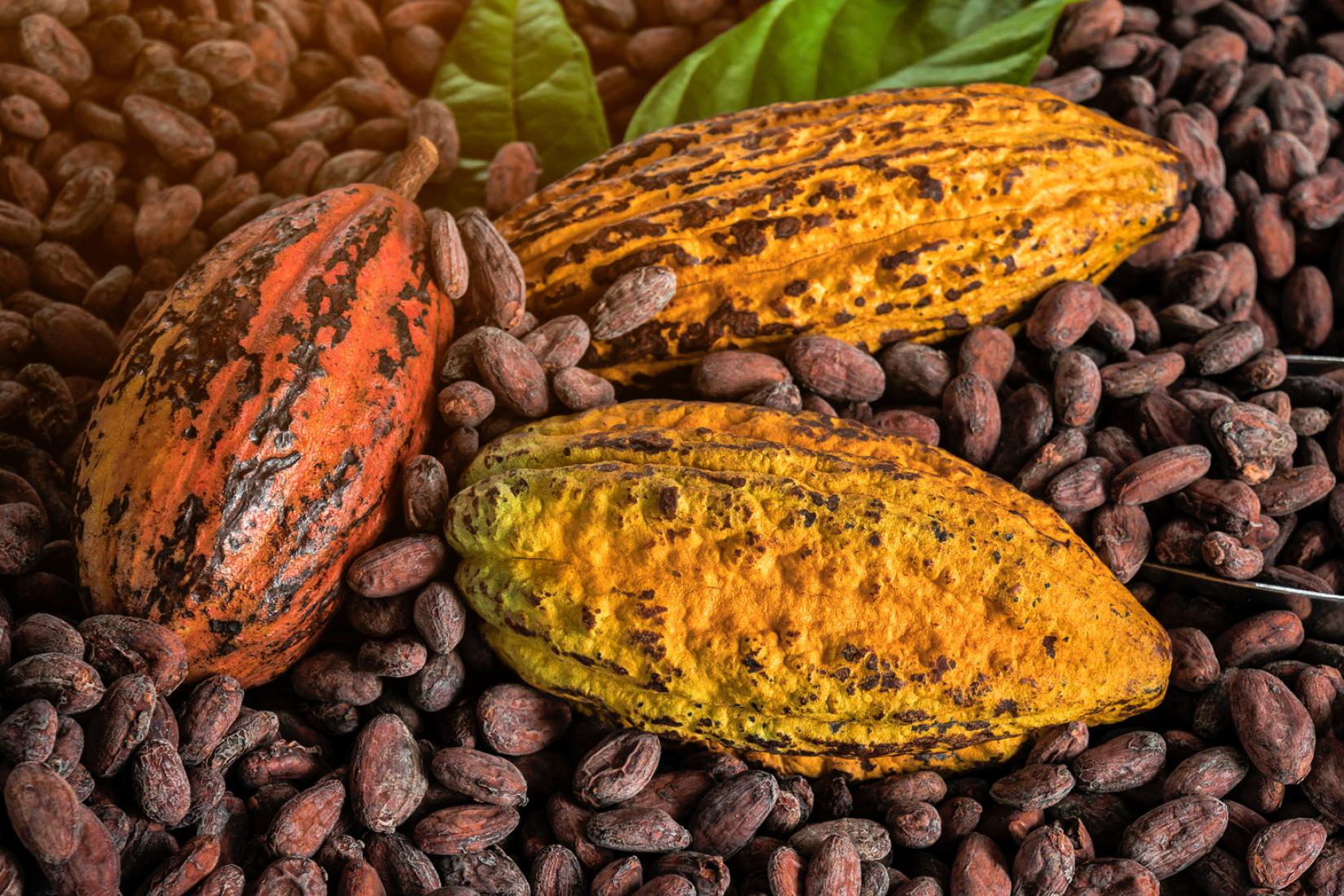 Saint Lucian cacao pods and cocoa beans